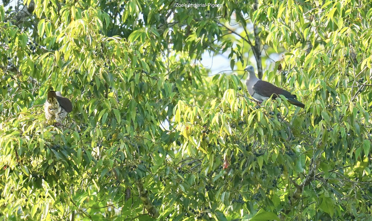 ringkeiserdue - ML647013092