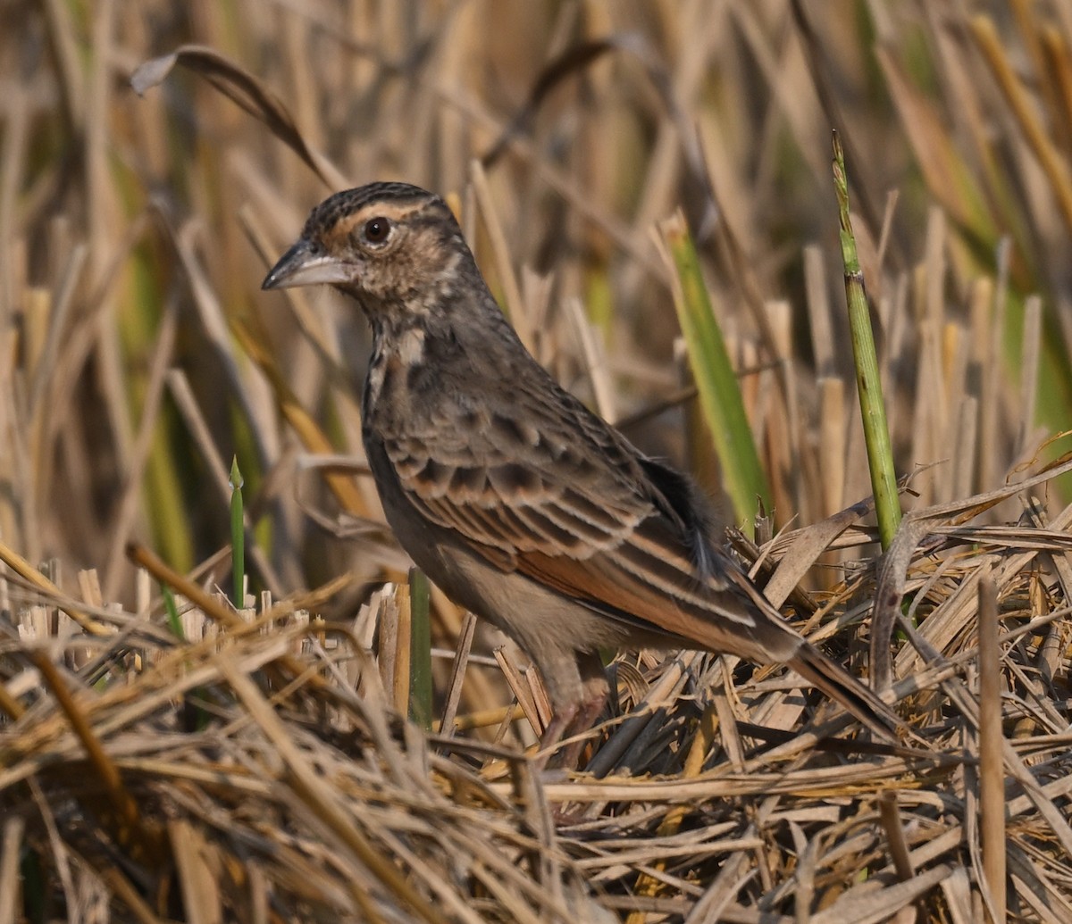 bengallerke - ML647013094