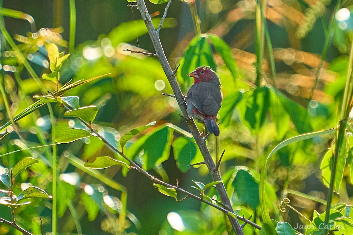 rosenamarant - ML647013095