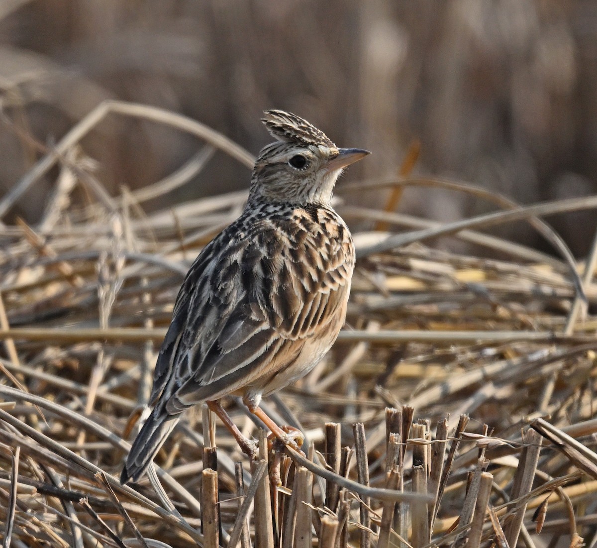 orientlerke - ML647013096