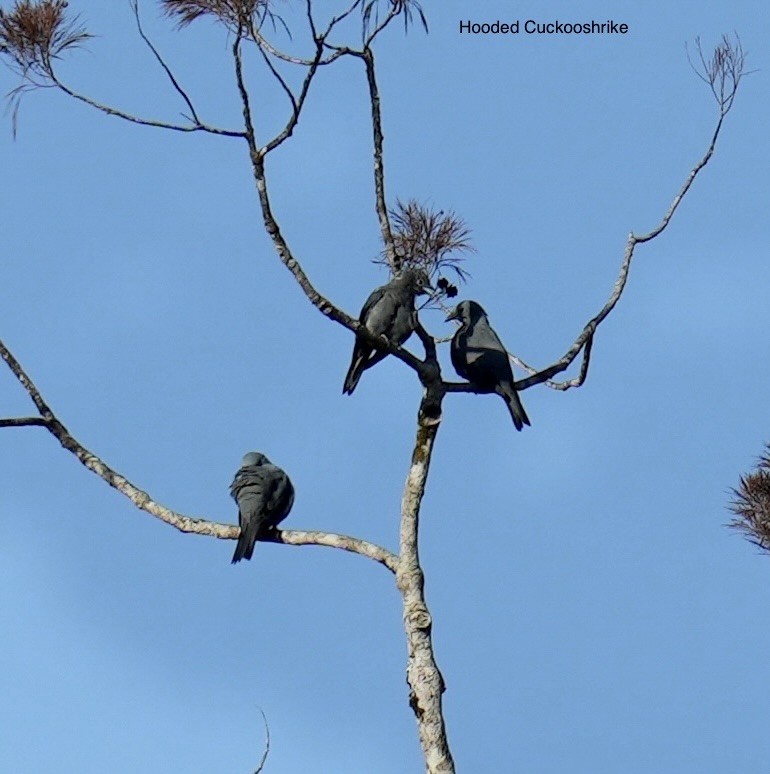 hettelarveeter - ML647013097