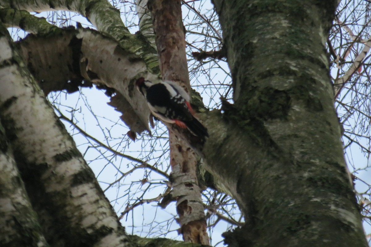 flaggspett - ML647013098