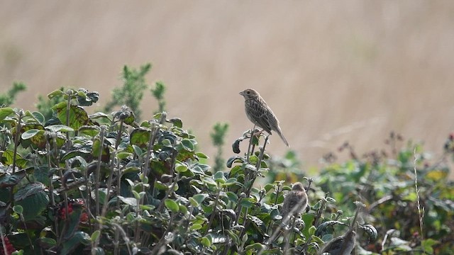 kornspurv - ML647013099