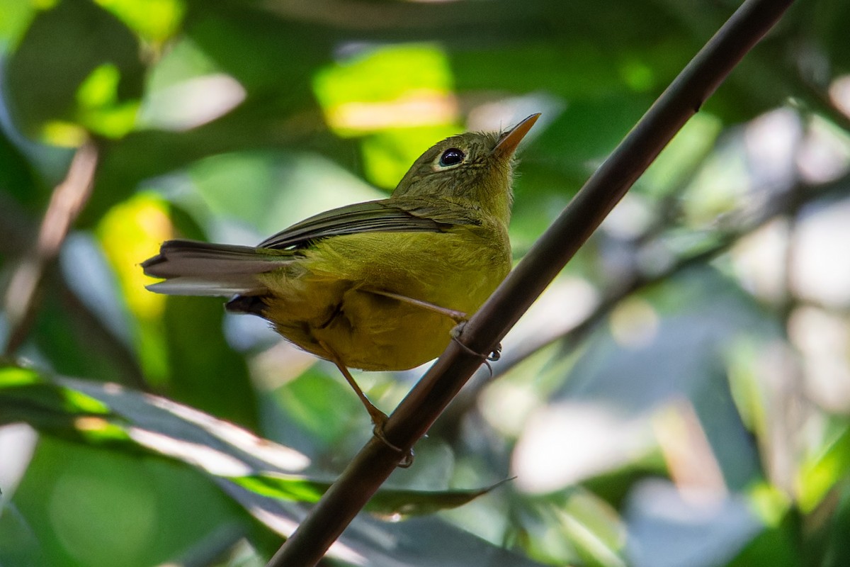 himalayasanger - ML647013102