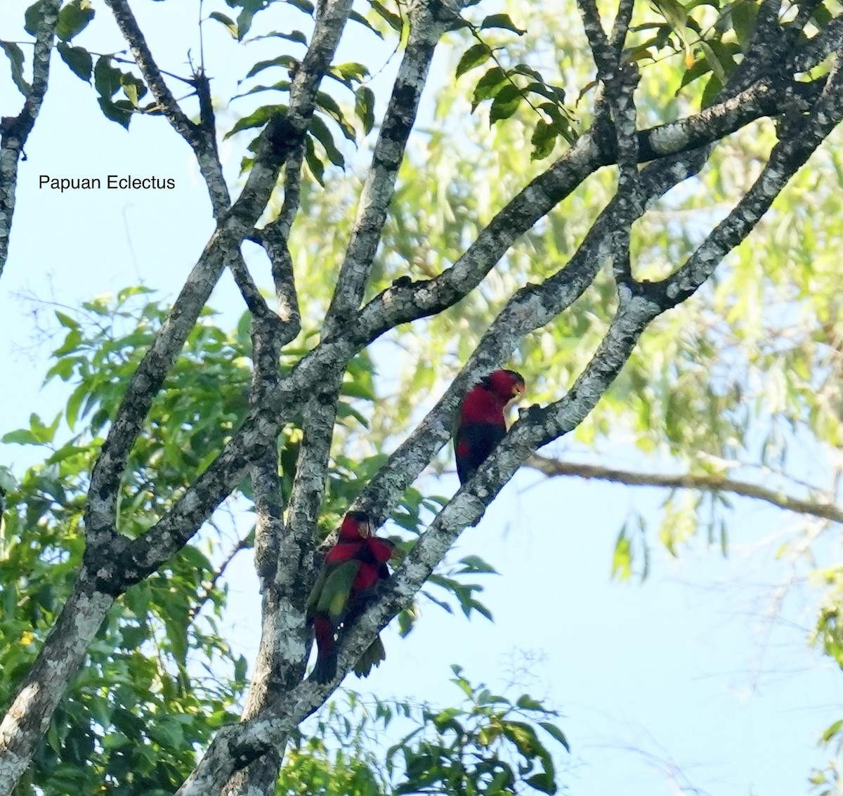 praktpapegøye - ML647013103