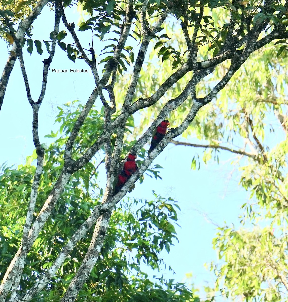 praktpapegøye - ML647013104