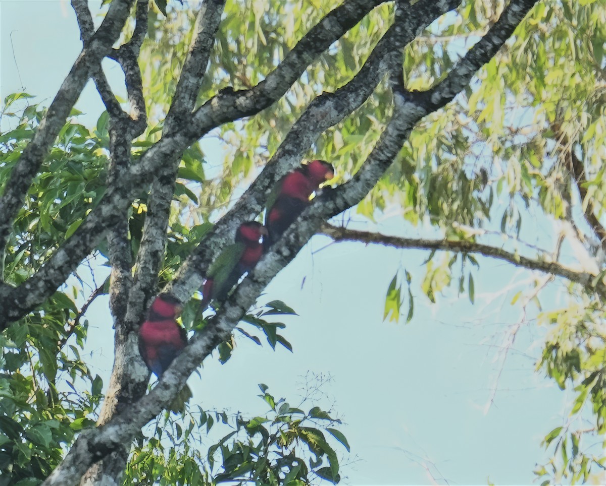 praktpapegøye - ML647013105