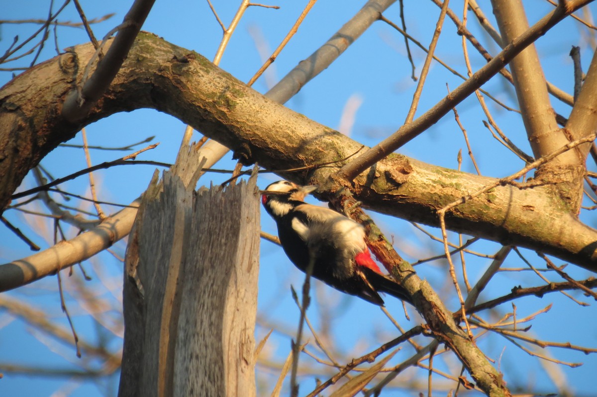 flaggspett - ML647013107