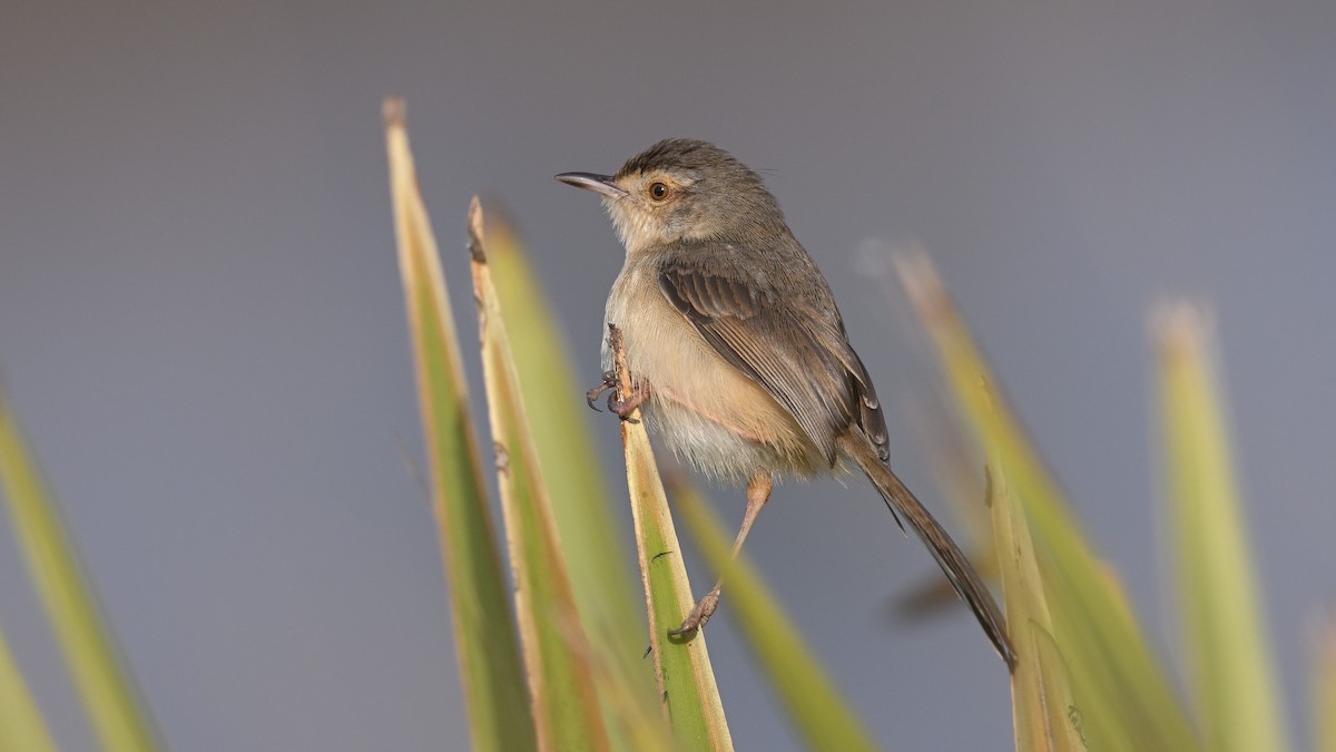 gråprinia - ML647013108