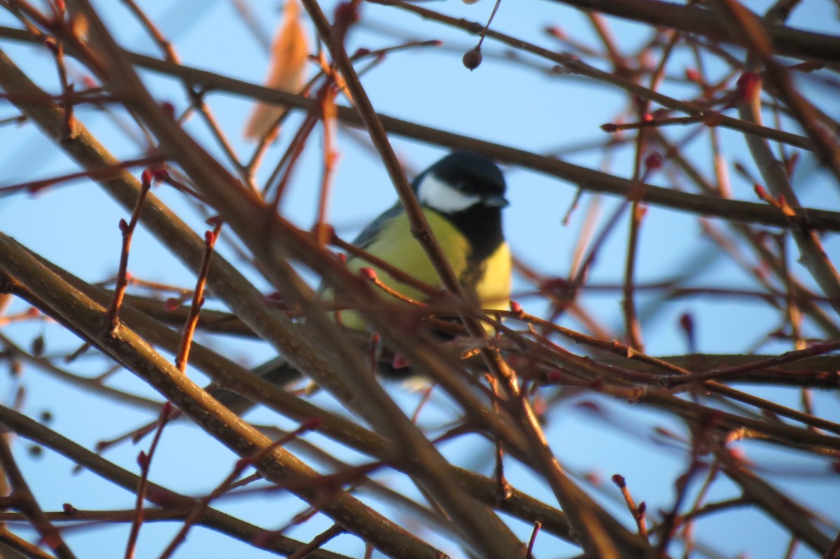 kjøttmeis - ML647013109