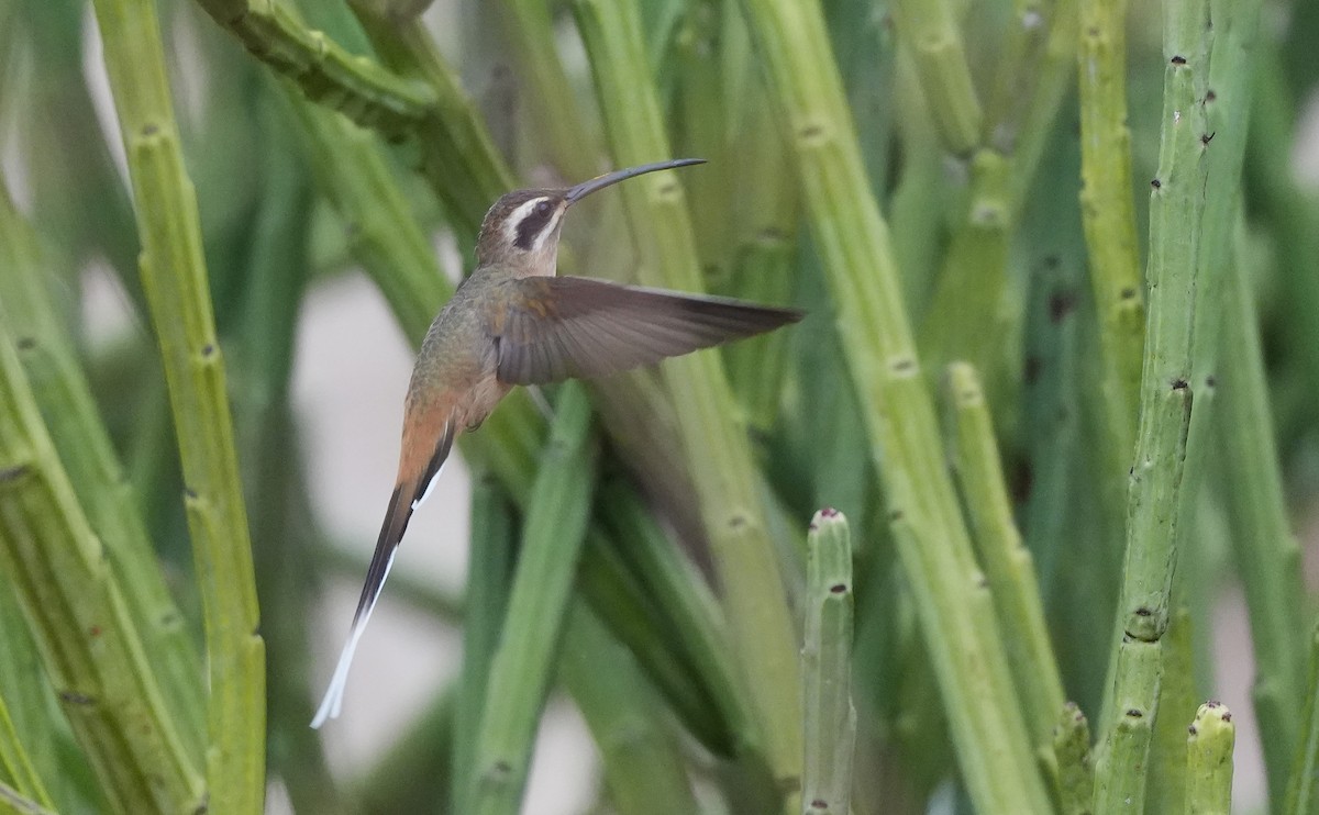 planaltoeremitt - ML647013110