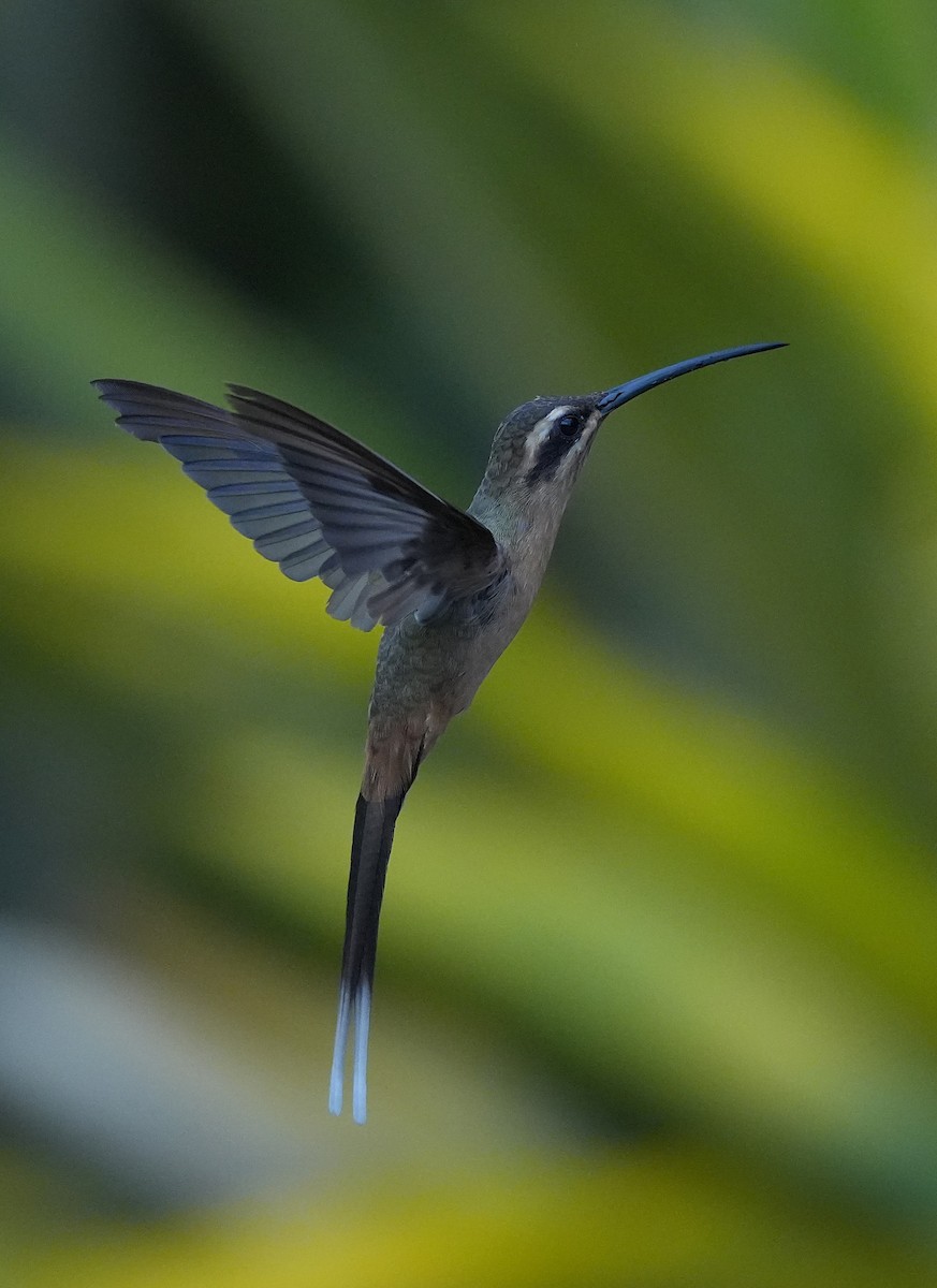 planaltoeremitt - ML647013111