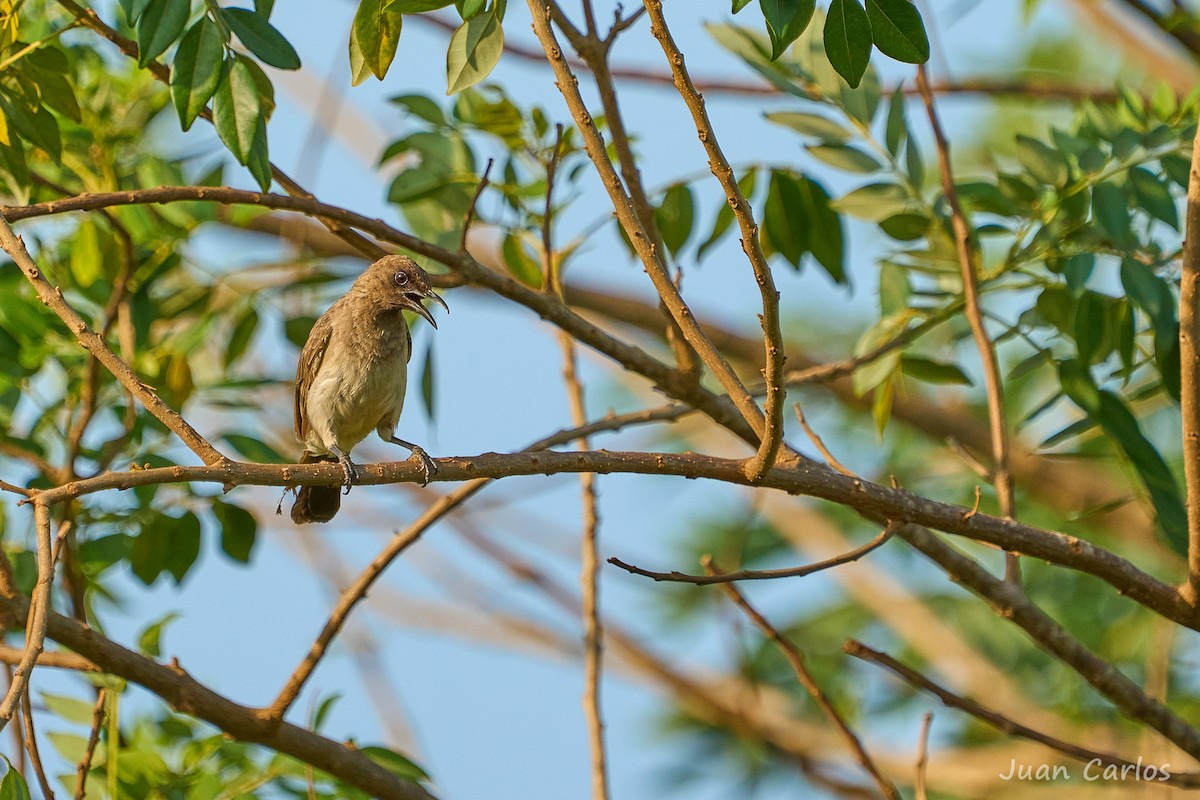 hagebylbyl - ML647013112