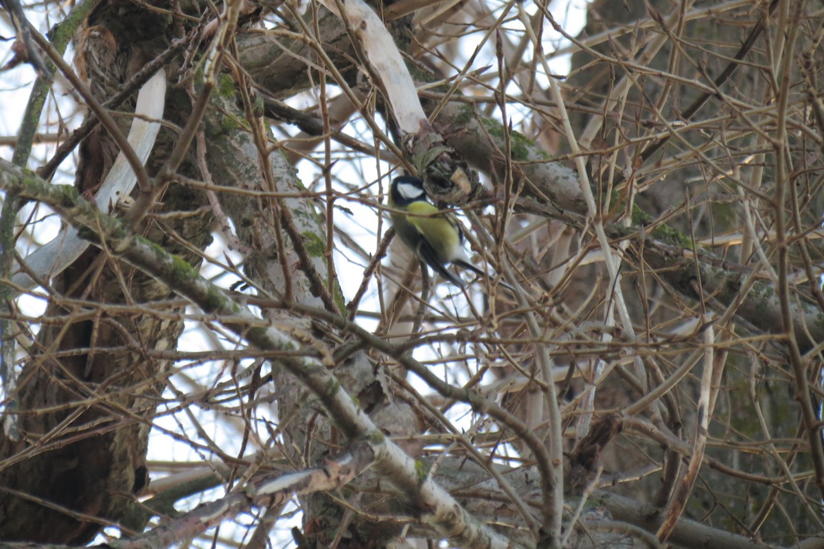 kjøttmeis - ML647013113