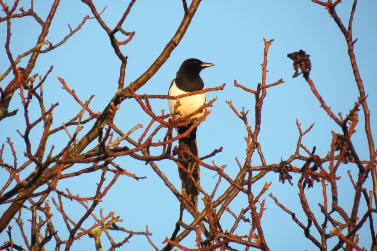 skjære - ML647013115