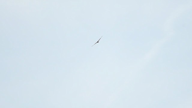 vepsevåk - ML647013116