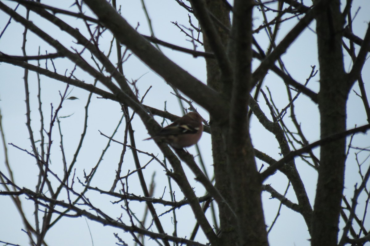 bokfink - ML647013117