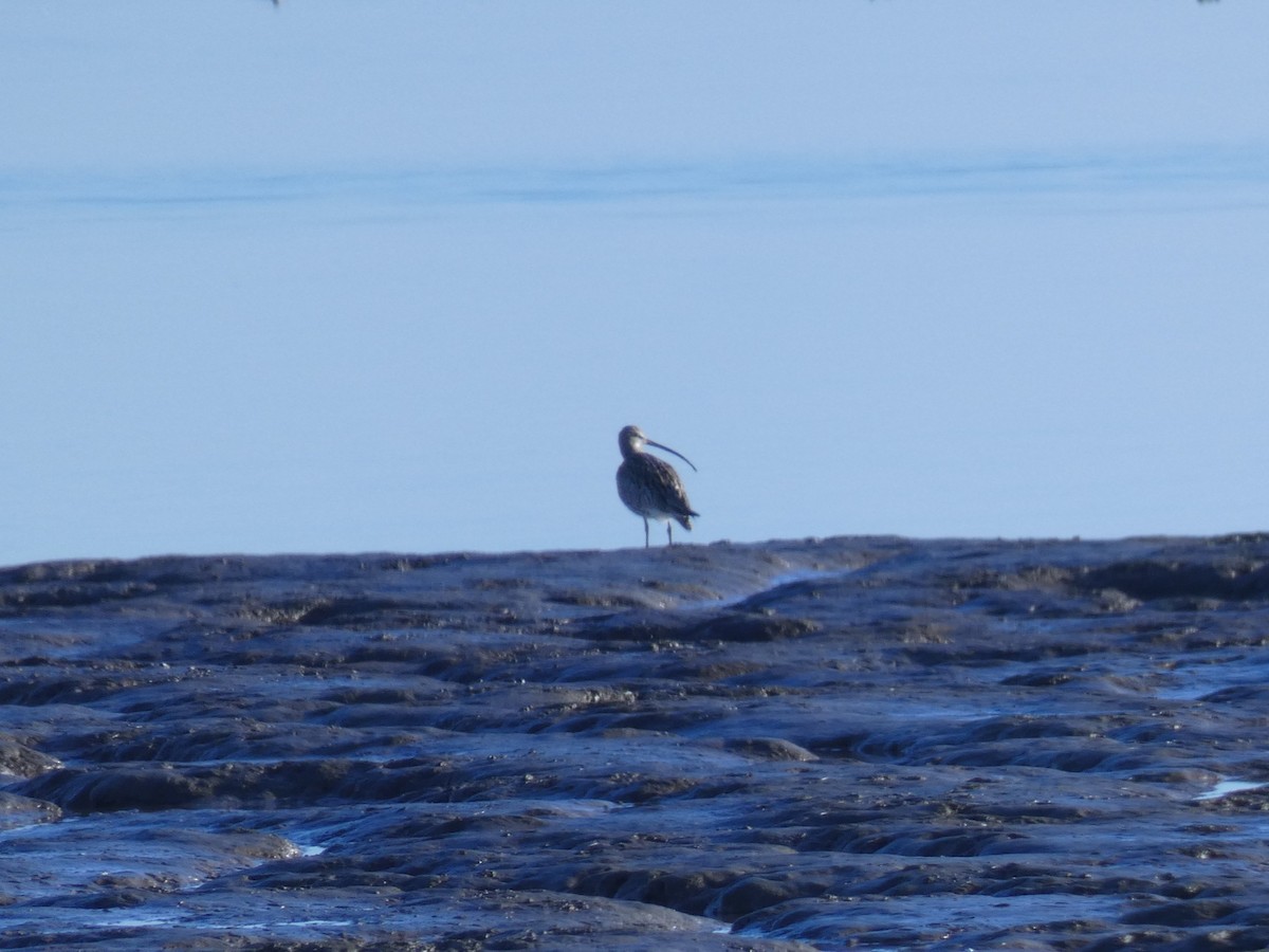 storspove - ML647013119