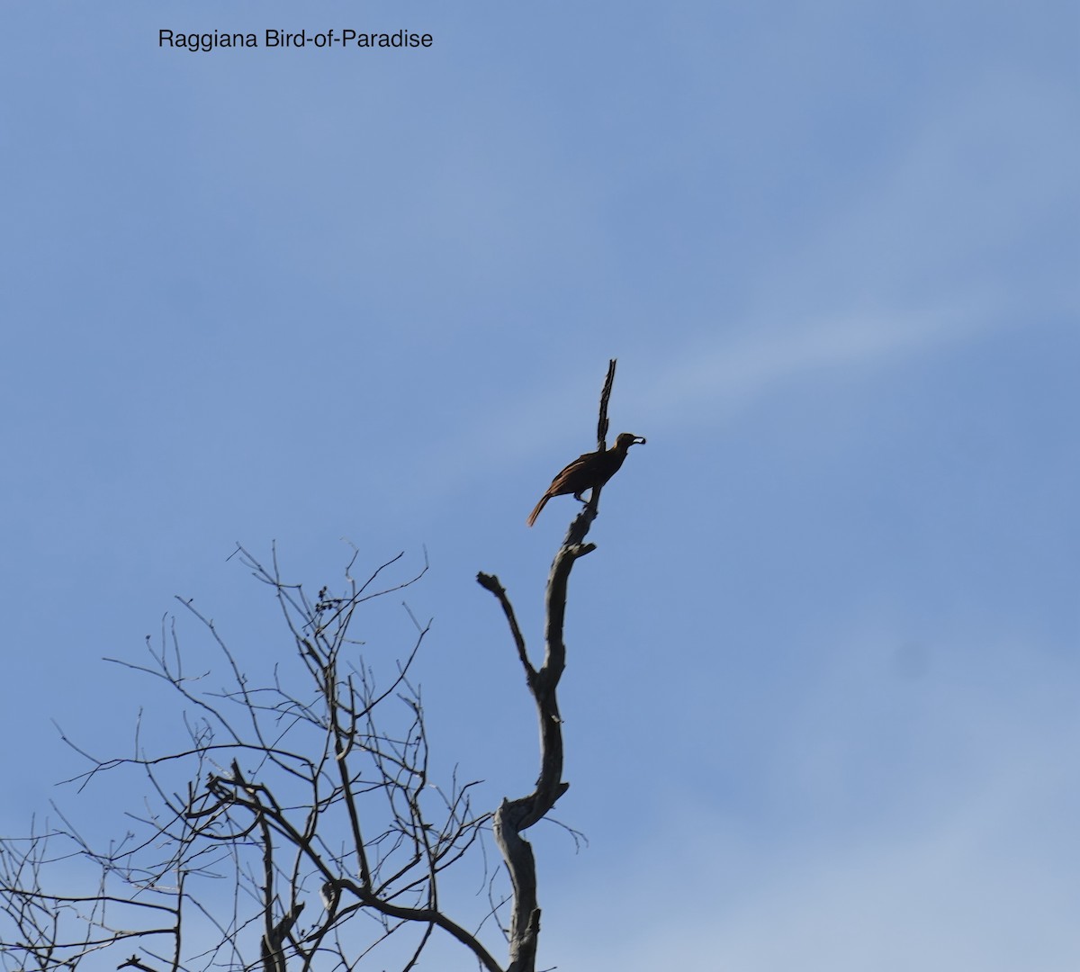 safranparadisfugl - ML647013120