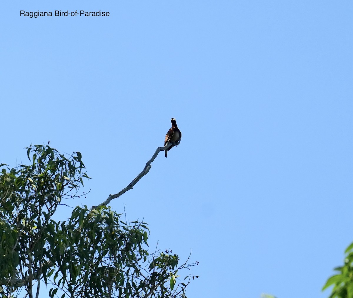 safranparadisfugl - ML647013121