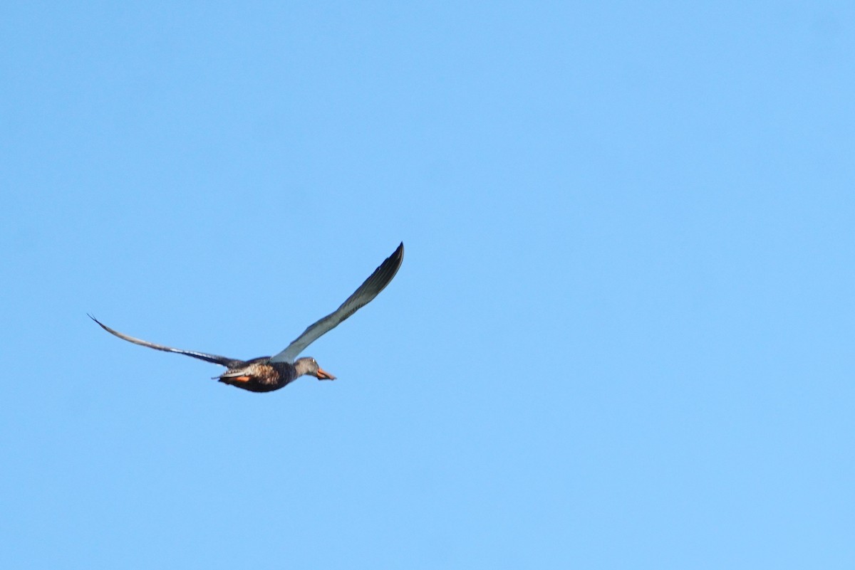 skjeand - ML647013123