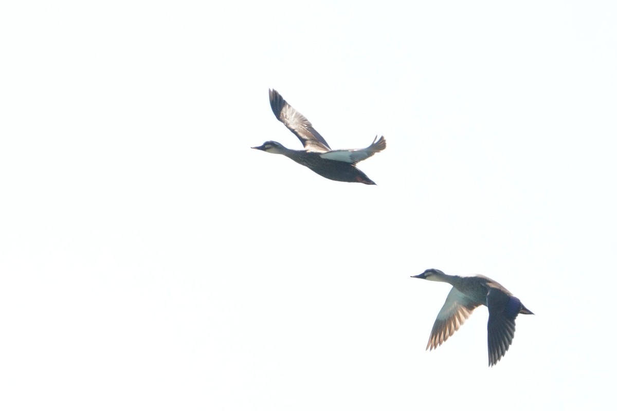 kinaand - ML647013124