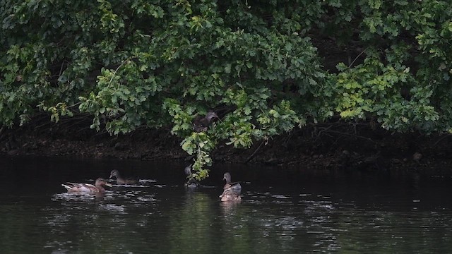 Мандаринка - ML647013125