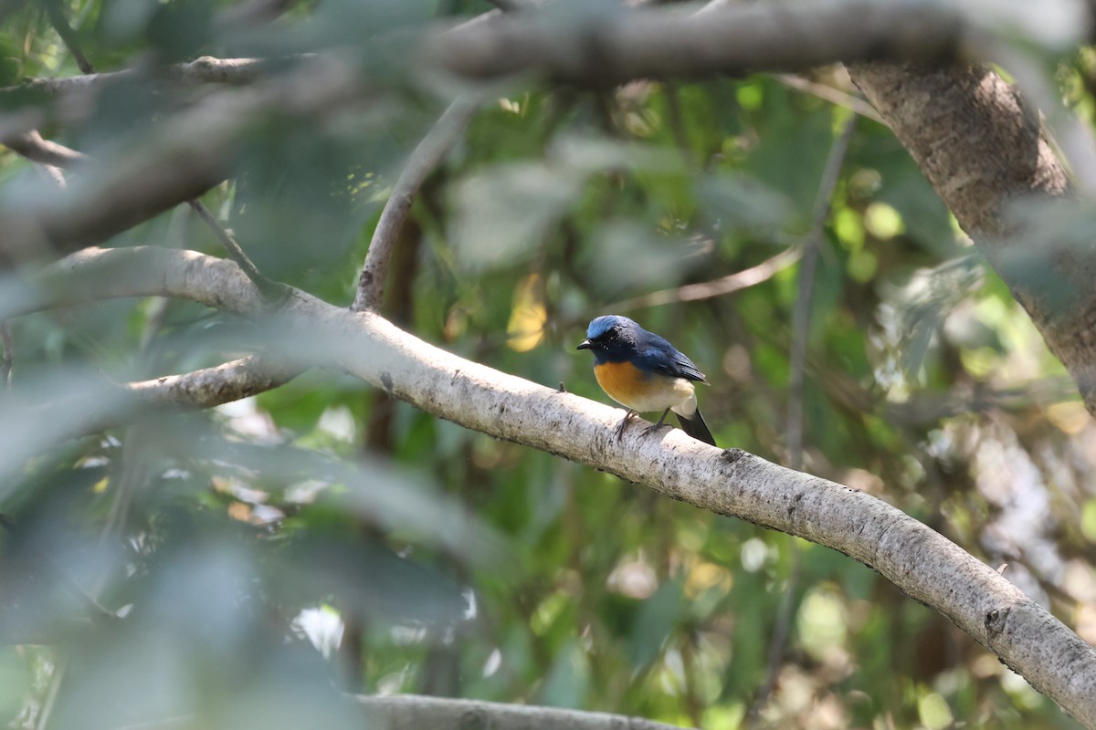 Blue-throated Flycatcher - ML647013134