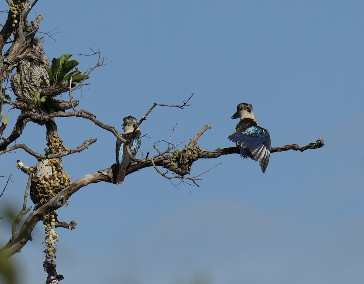Blue-winged Kookaburra - ML647013137