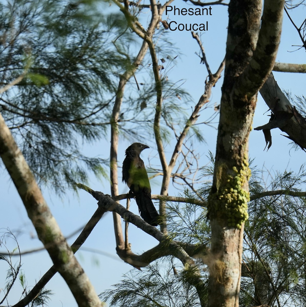 Coucal faisan - ML647013146