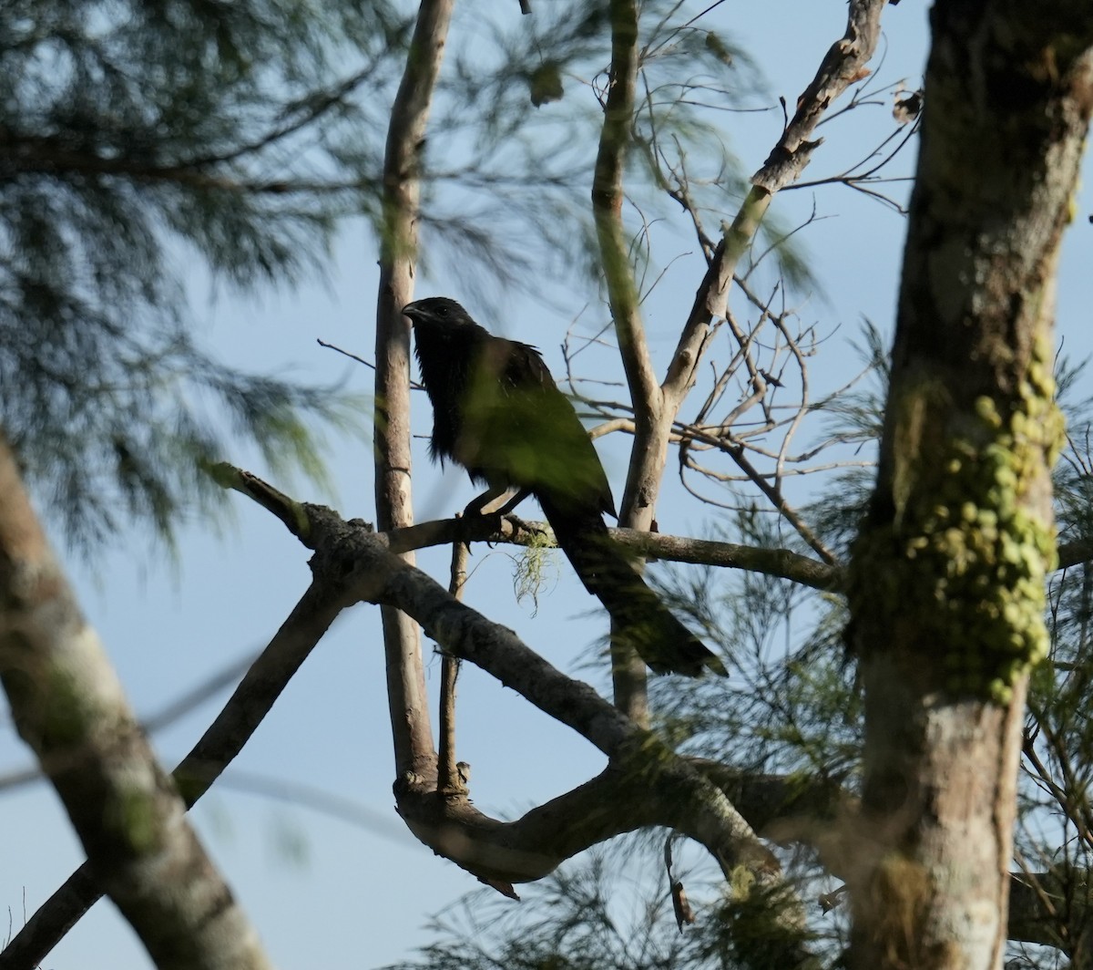 Coucal faisan - ML647013148