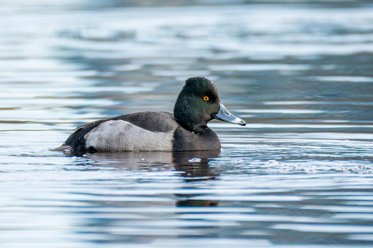 Porrón Acollarado x Bola (híbrido) - ML647013150