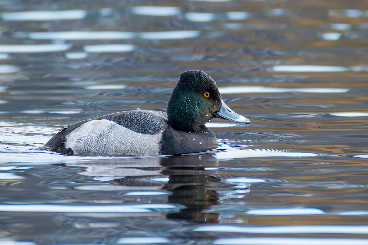 Porrón Acollarado x Bola (híbrido) - ML647013151