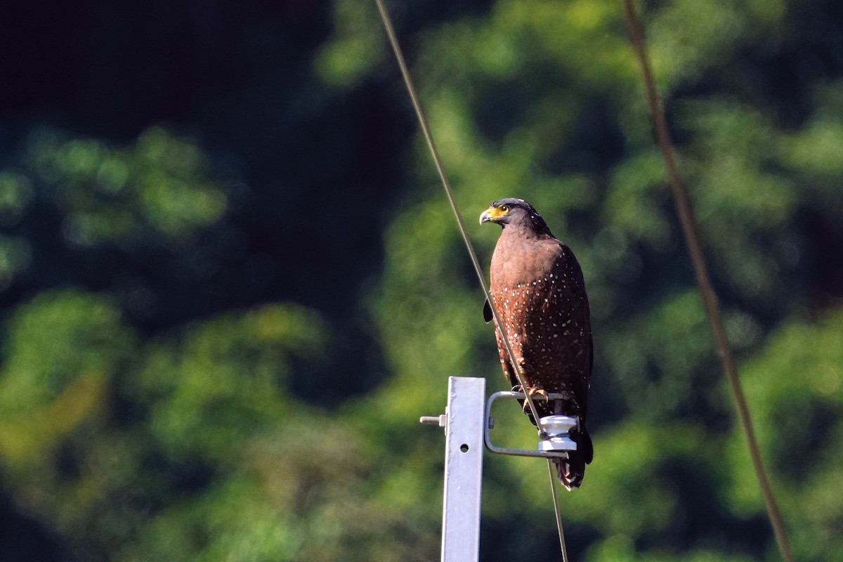 Crested Serpent-Eagle - ML647013152