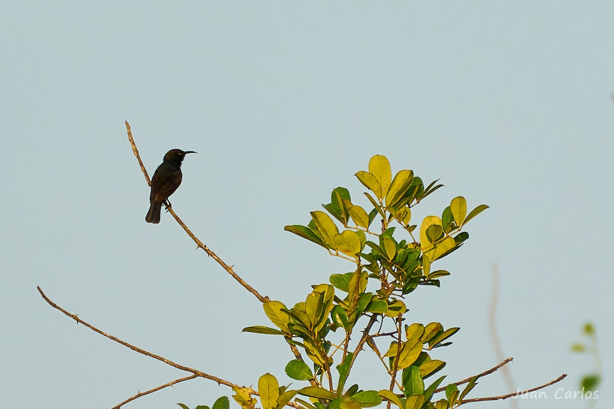 Copper Sunbird - ML647013155