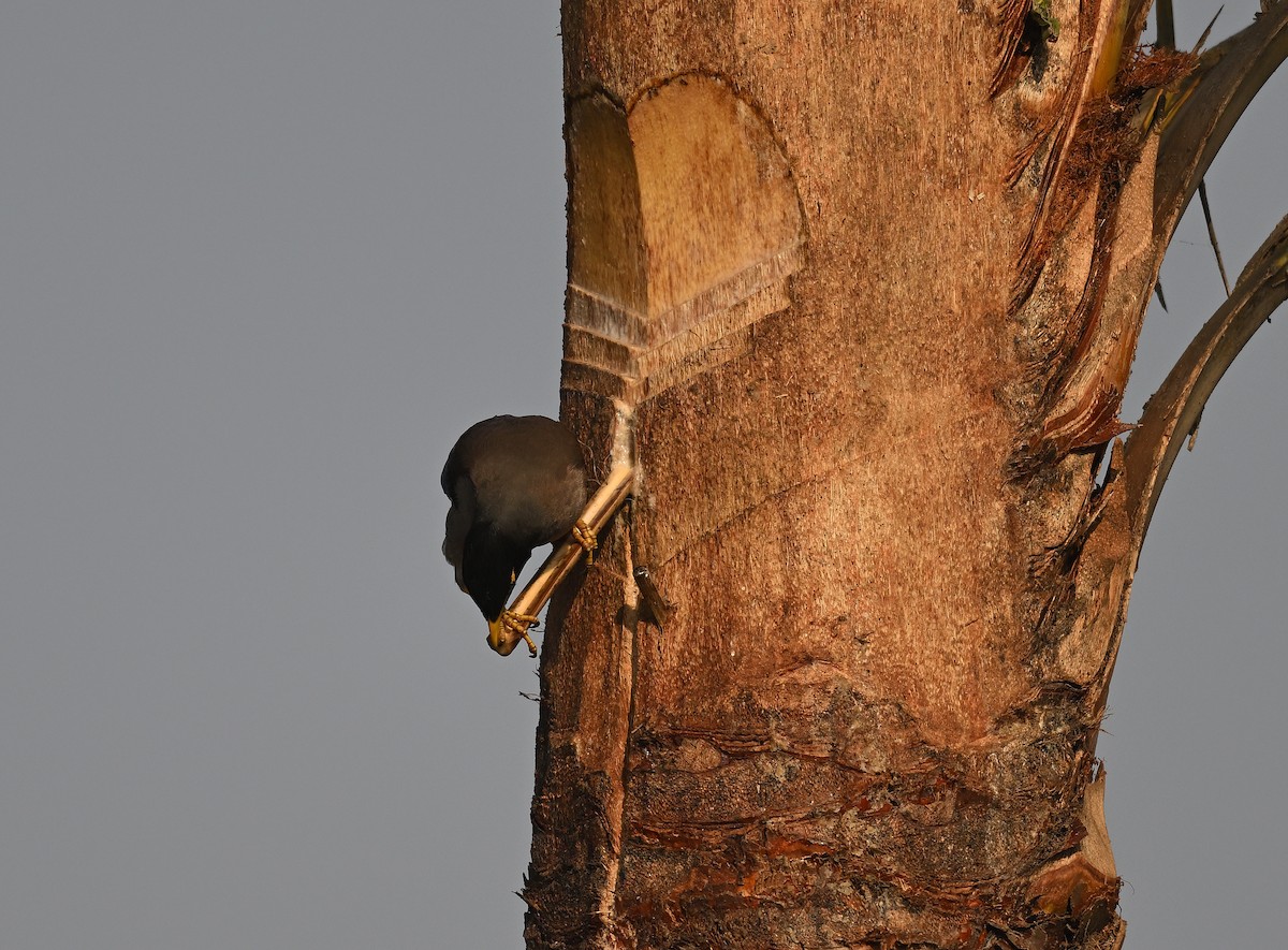 家八哥 - ML647013156