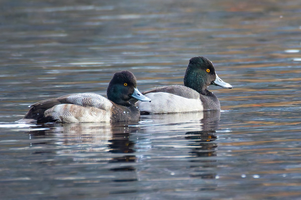 Porrón Acollarado x Bola (híbrido) - ML647013157