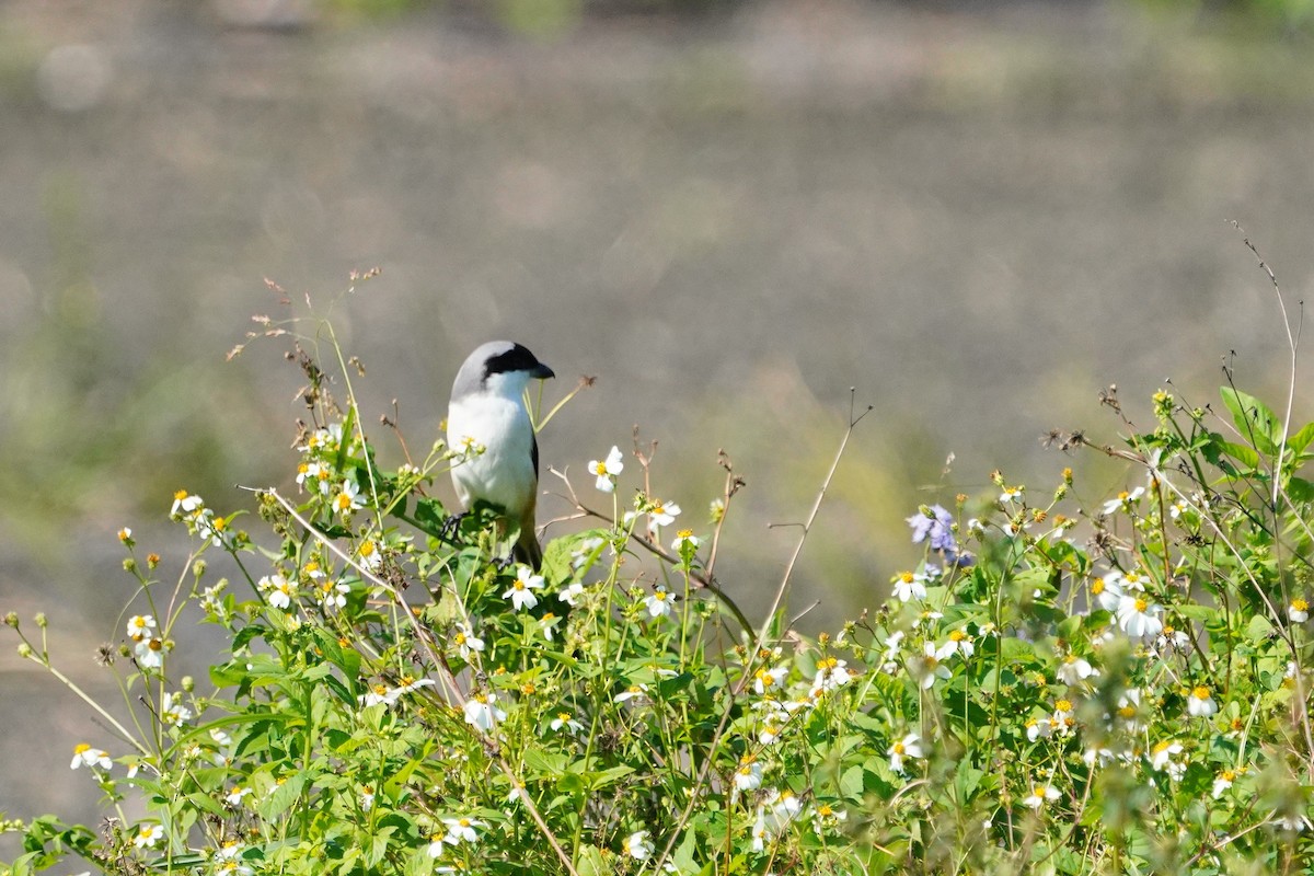 Long-tailed Shrike - ML647013164