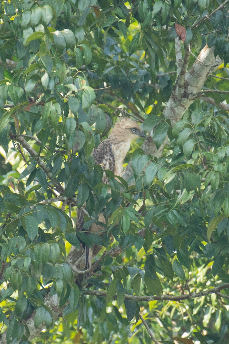Changeable Hawk-Eagle - ML647013171