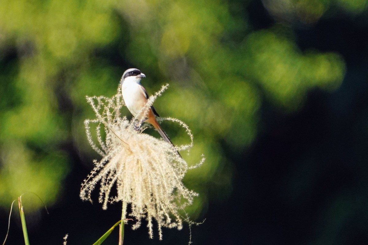 Long-tailed Shrike - ML647013174