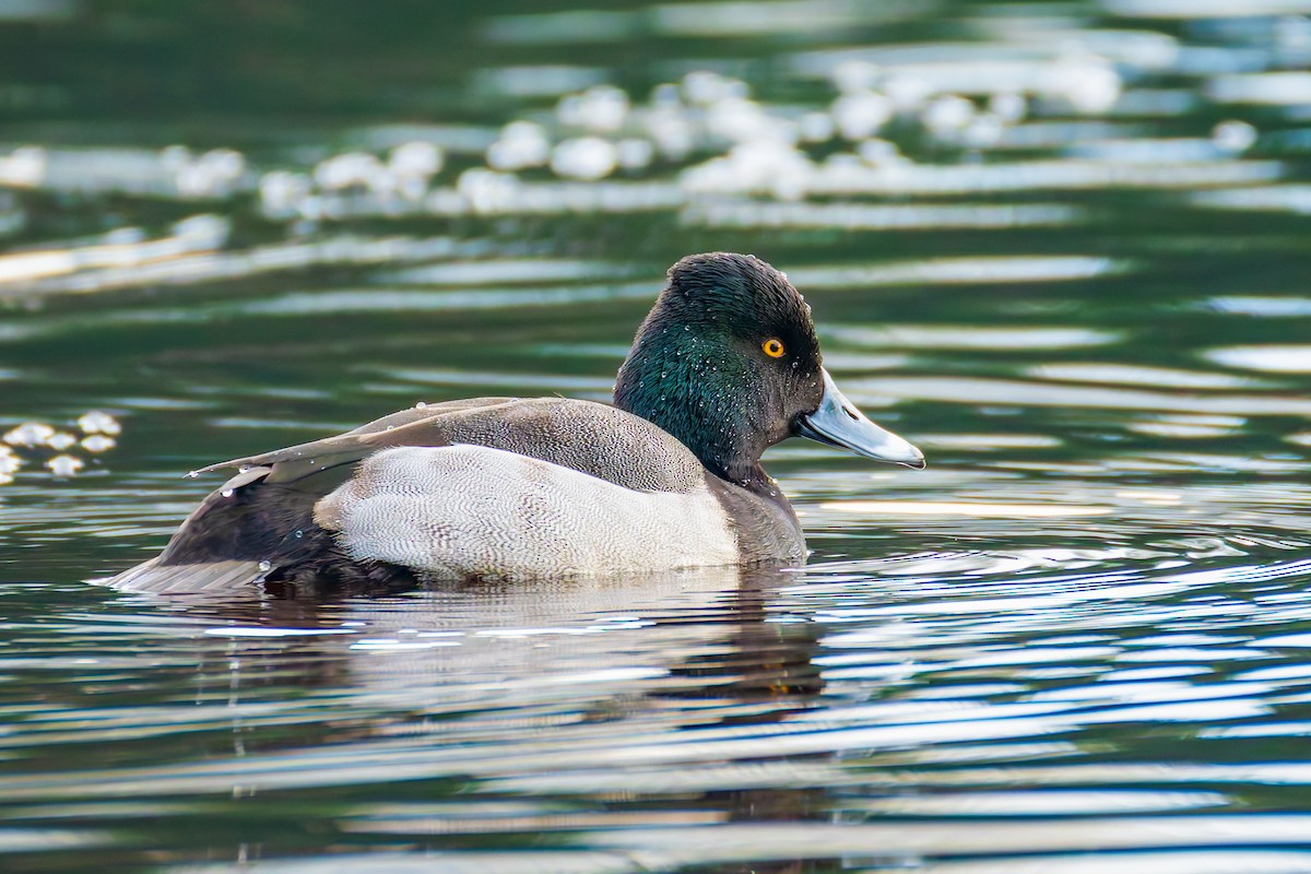 Porrón Acollarado x Bola (híbrido) - ML647013175