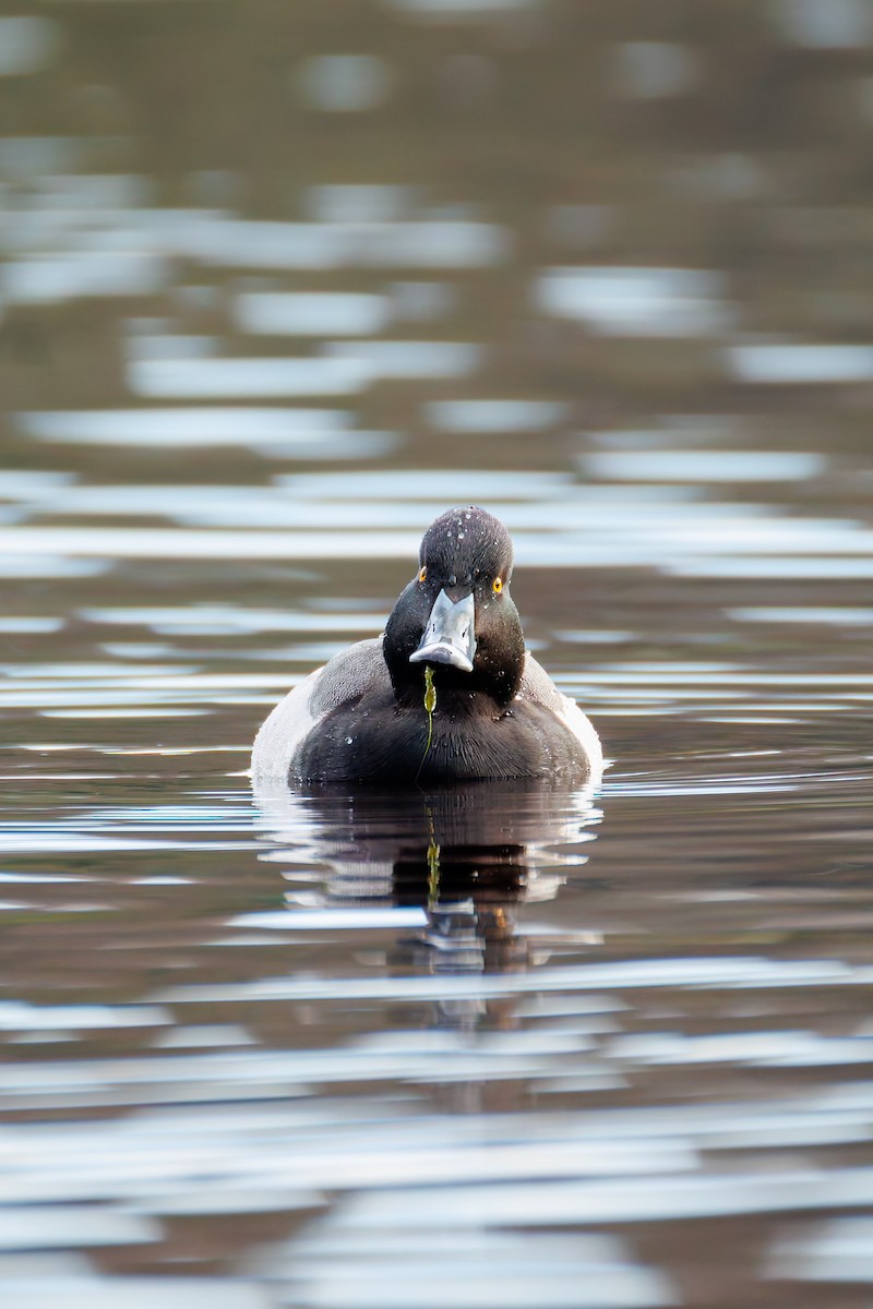 Porrón Acollarado x Bola (híbrido) - ML647013176