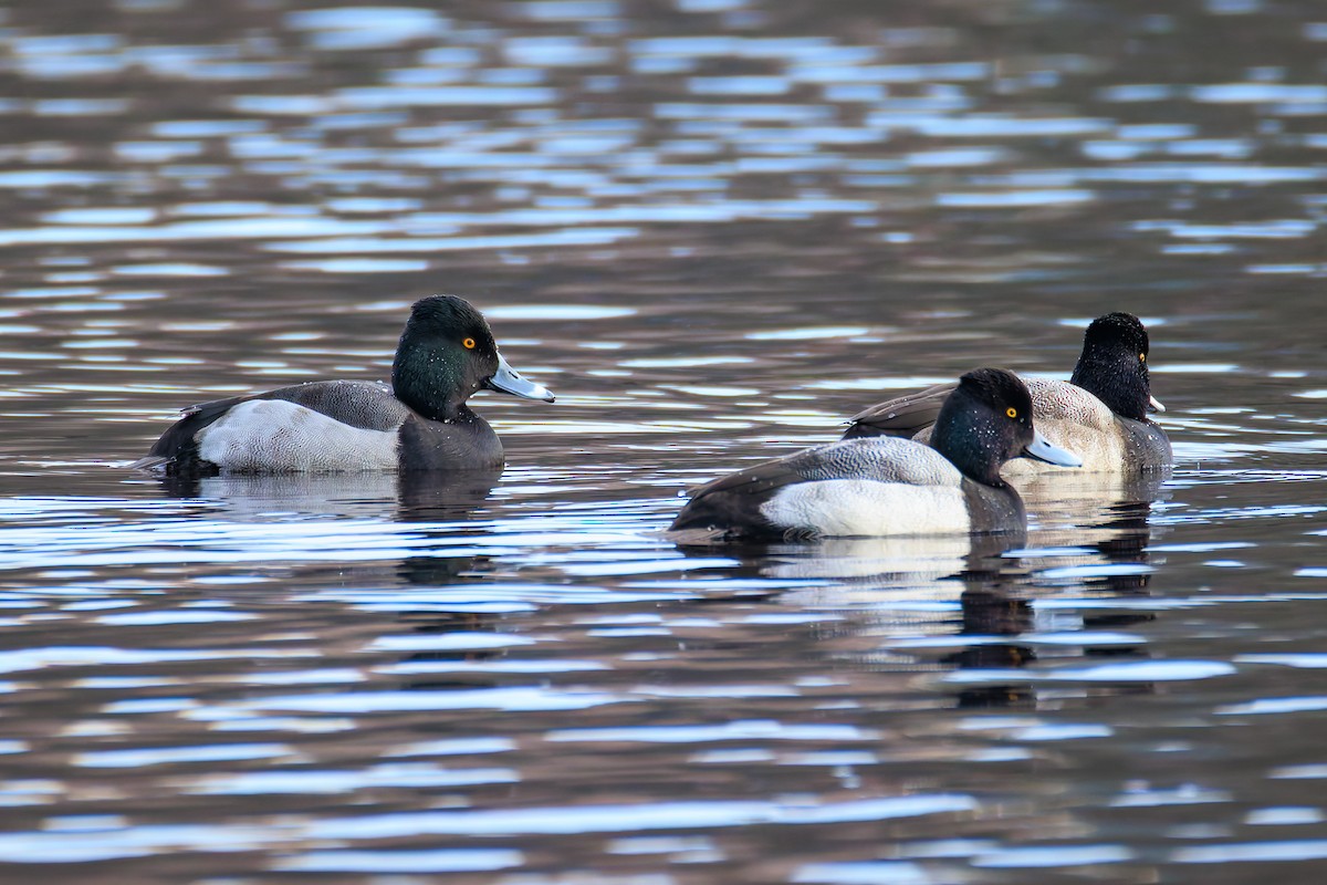 Porrón Acollarado x Bola (híbrido) - ML647013177