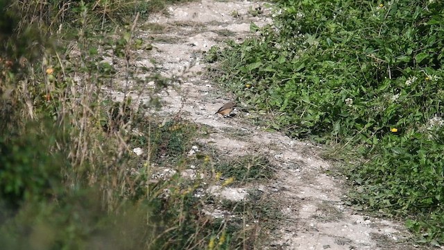 Common Redstart - ML647013178
