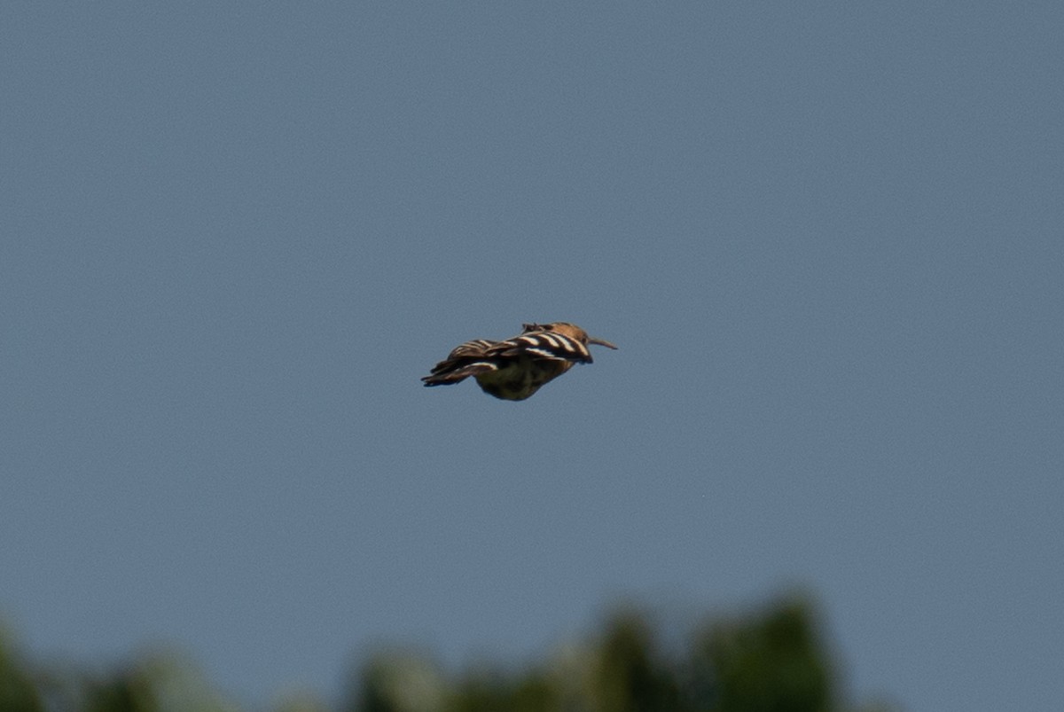 Common Hoopoe - ML647013180