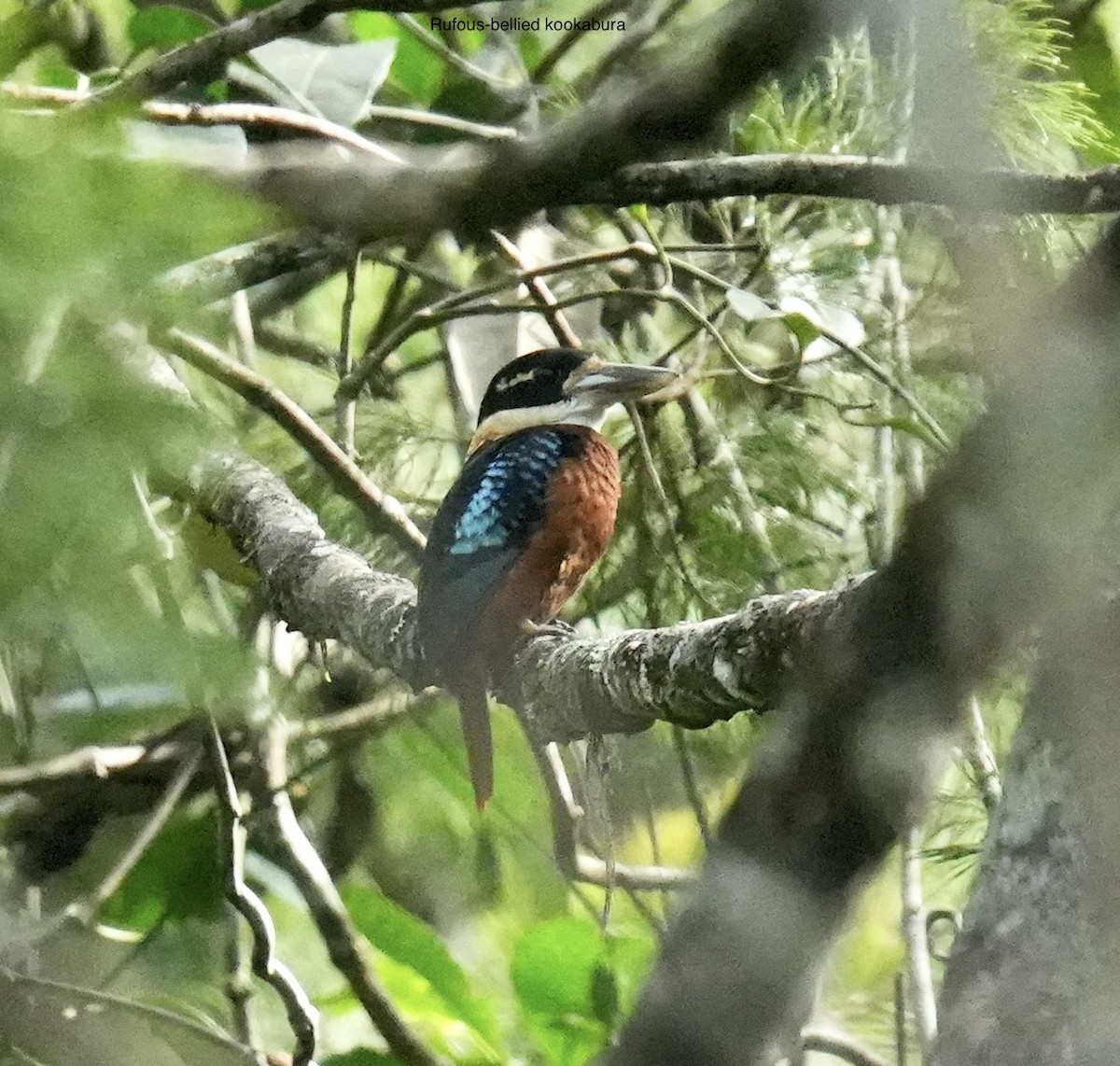 Cucaburra Ventrirrufa - ML647013182