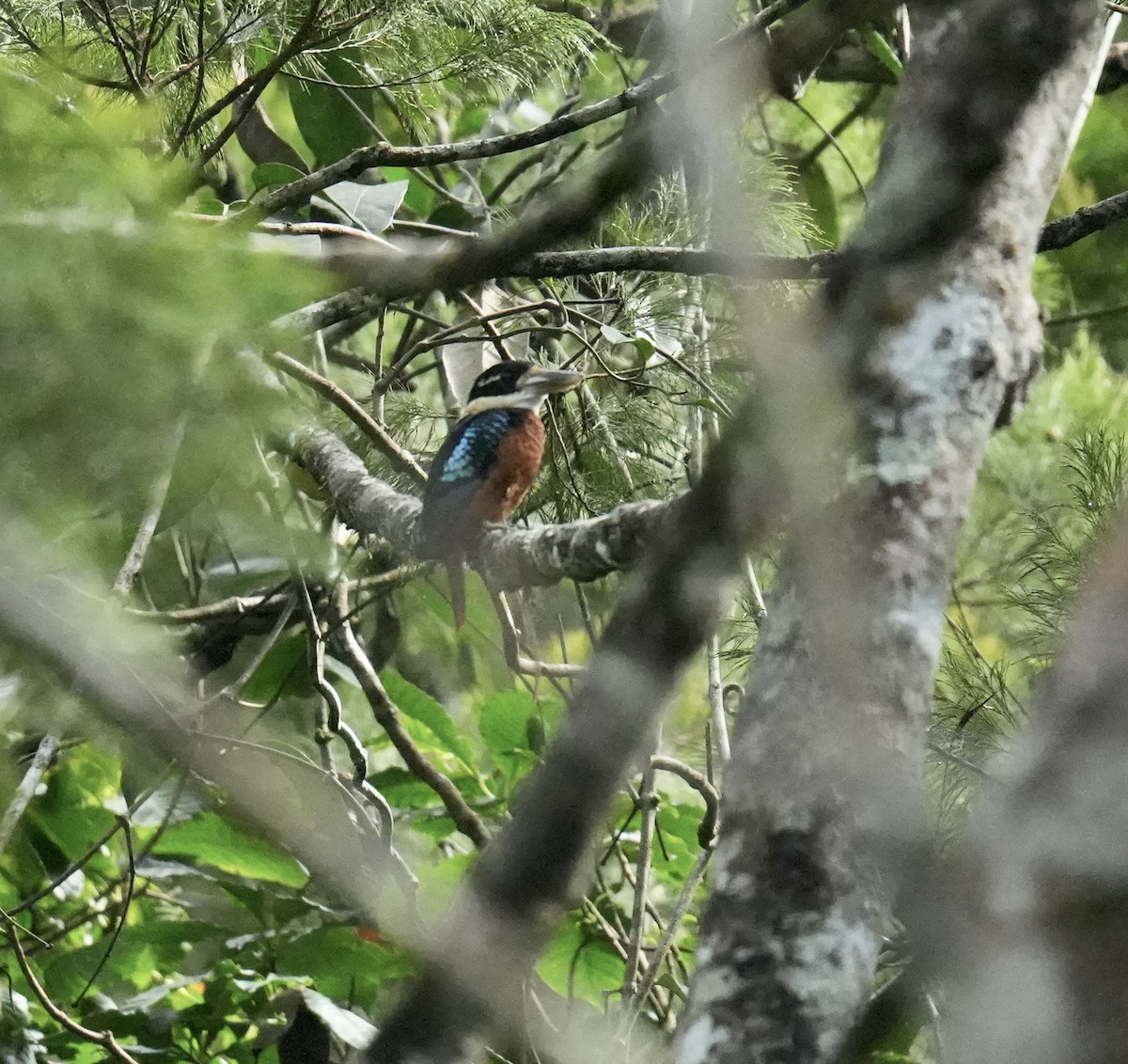 Cucaburra Ventrirrufa - ML647013183