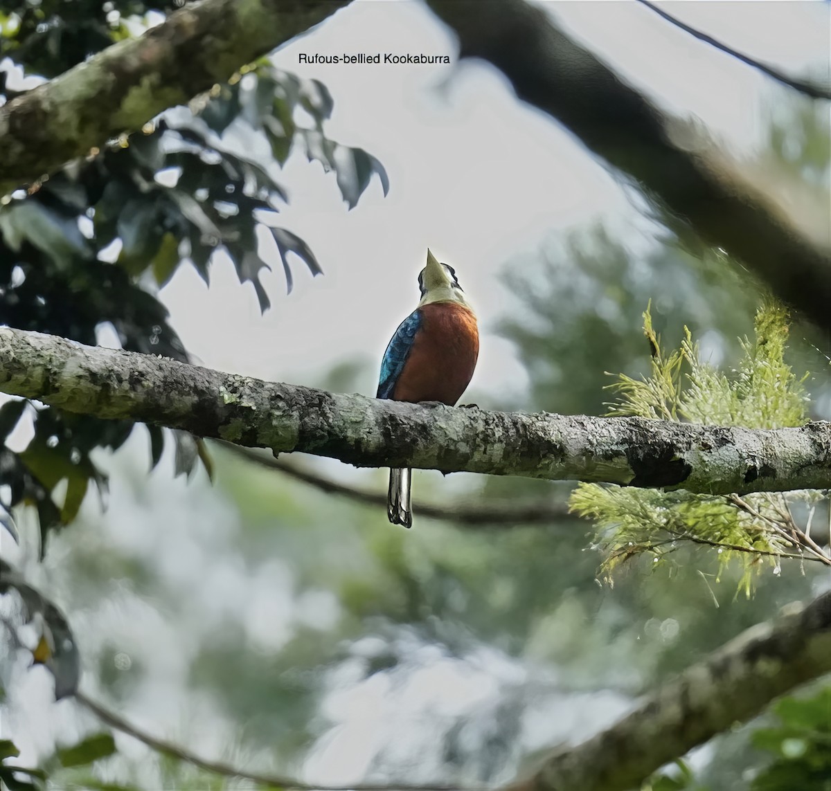 Cucaburra Ventrirrufa - ML647013185