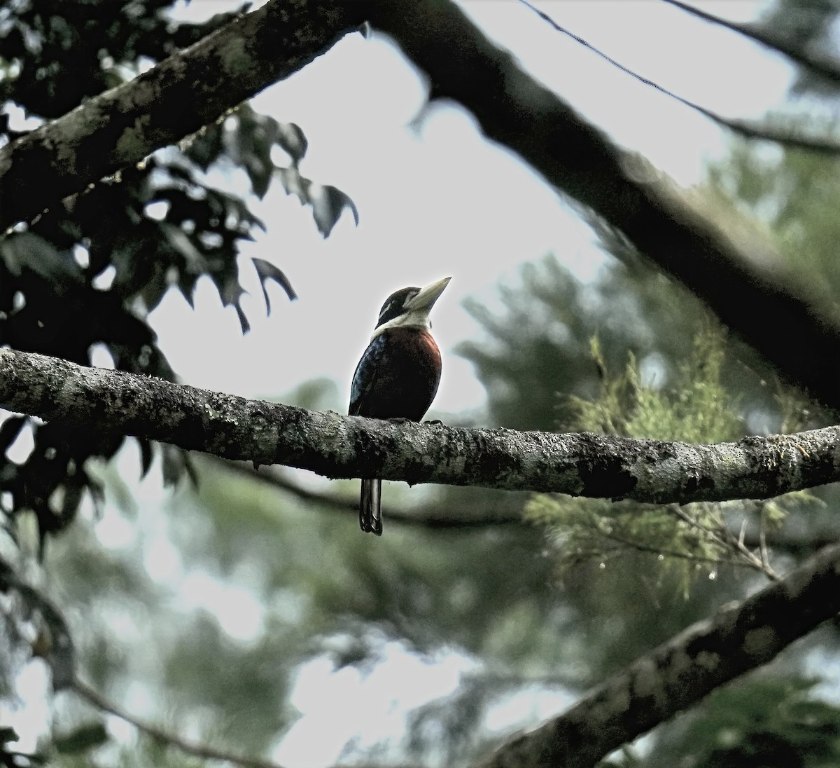 Cucaburra Ventrirrufa - ML647013186