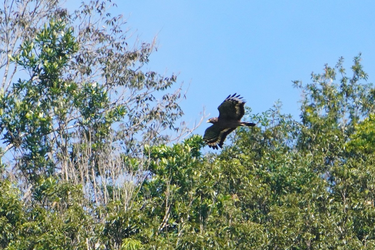 Crested Serpent-Eagle - ML647013192